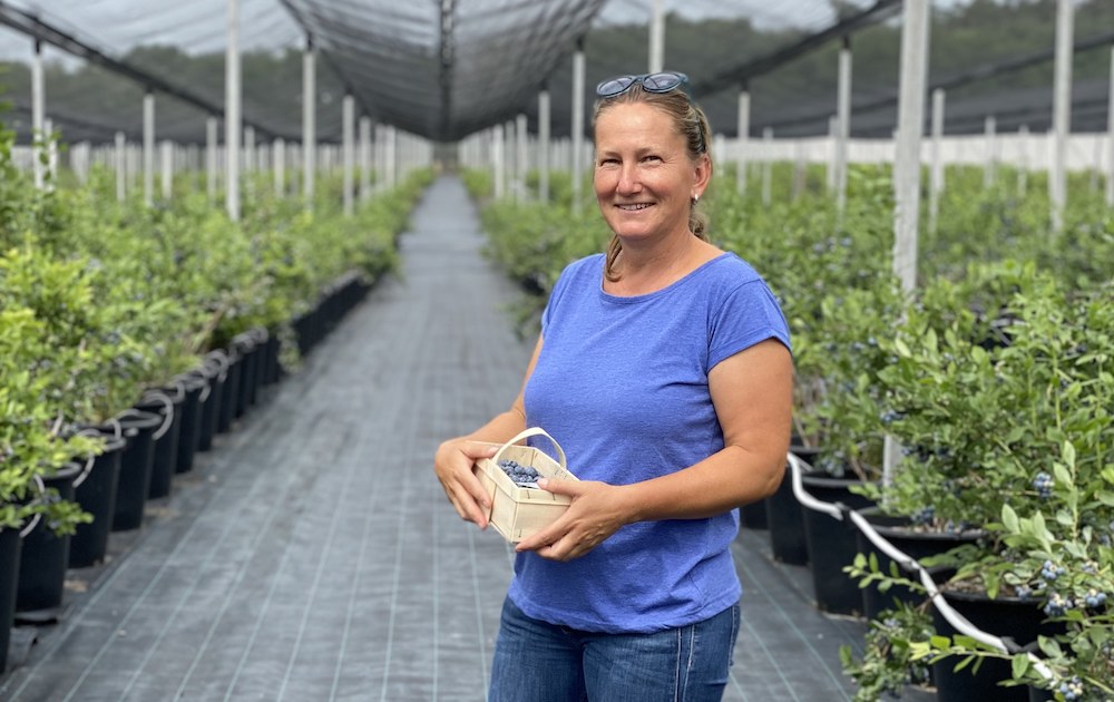 čučoriedky berry farm stupava ZeZahora farmárka jana lokálne potraviny